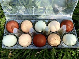 Вывод 2022 года. Инкубация куриного яйца