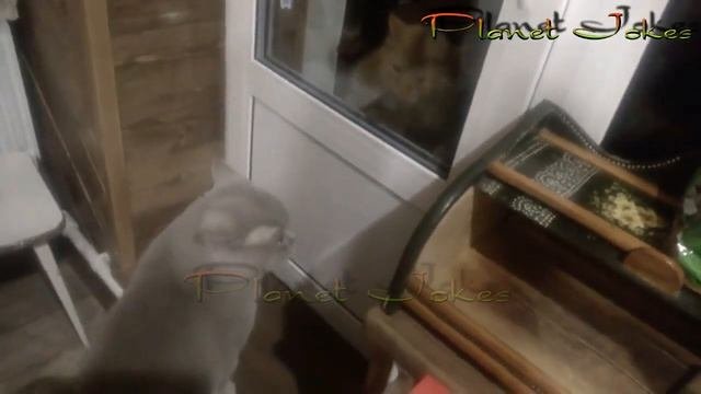 Говорящие коты. Приколы с котами и кошками 2018. Смешные коты.