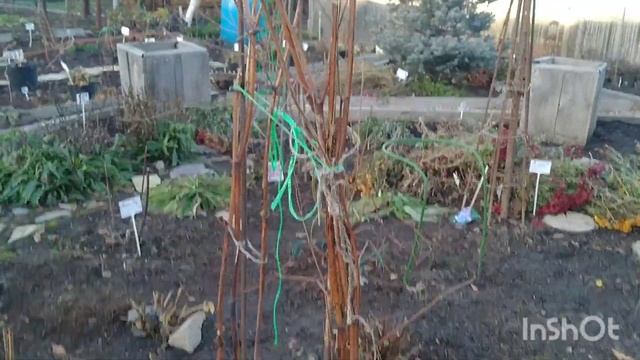 ВАСИЛИСТНИКИ. ОБРЕЗКА И УКРЫТИЕ ВАСИЛИСТНИКОВ. смотреть онлайн