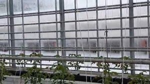 работа в Англии в теплицах