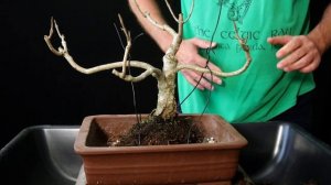 Jacaranda Bonsai Tree From Seed 2018-2023 repot. jacaranda mimosifolia