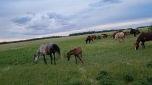 +18.  ? ЛОШАДИ В ИЮНЕ. ПОКРЫВАЕТСЯ КОБЫЛА