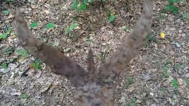 Раскопки в лесу 1 часть