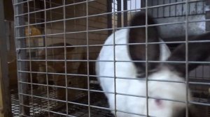 Массовые окролы калифорнийских кроликов