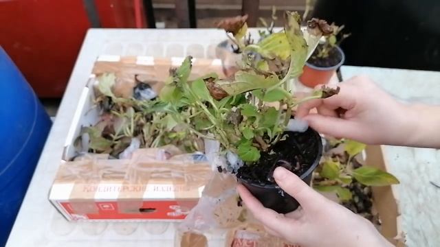 Ч.2. Посылка с гортензиями Макрофилами. Распаковка потеряшек! смотреть онлайн