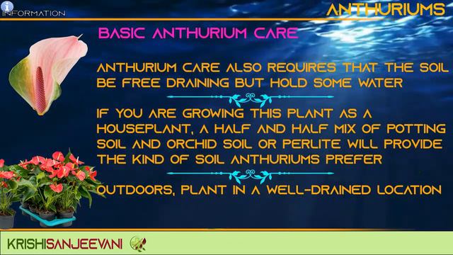 INFORMATION 57 : ANTHURIUMS – PART 3 CARING FOR ANTHURIUM GROWING IN THE GARDEN OR HOME смотреть онлайн