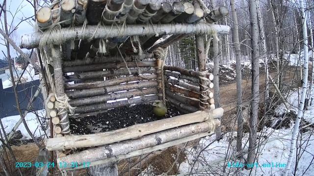 Зеленушка