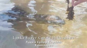 Lanka Super Corals Hikkaduwa - Ланка Супер Кораллс  Хиккадува