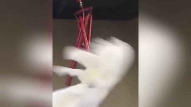 Смешные животные, приколы с животными. Кошки и собаки 2019 смотреть онлайн