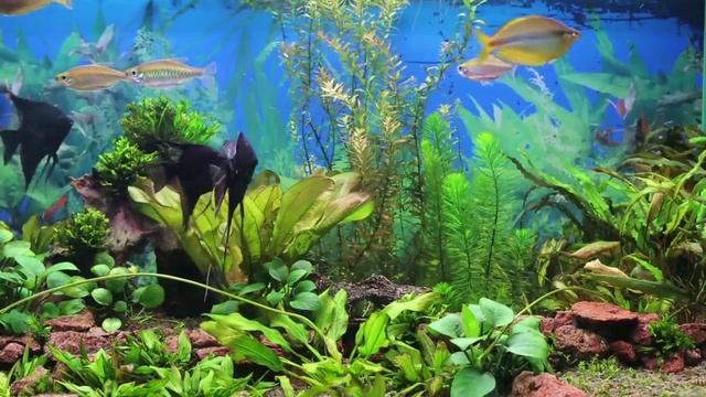 Расслабляющая Музыка и Завораживающее Видео О Морской Фауне