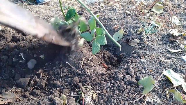 Садим ежевику Устина помощница смотреть онлайн