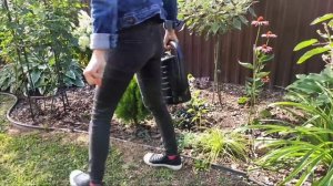 Как подготовить хвойные к зиме. Подкормки, обработки, укрытия хвойных растений.