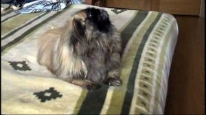 Поющий пекинес.