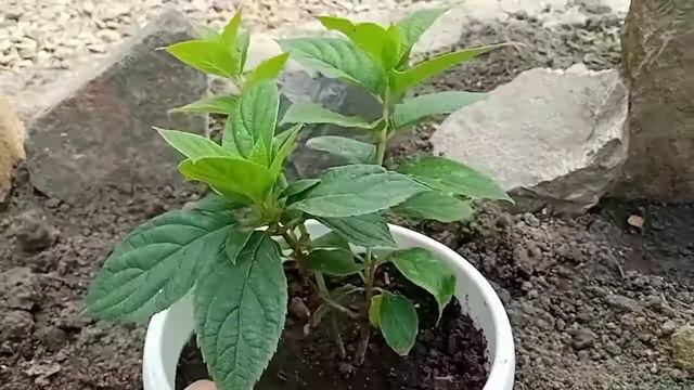 Результат зимнего черенкования метельчатых гортензий.
