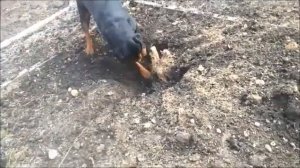 Наняла работника, выкорчевываю виноград