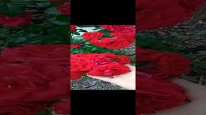 Роза Амадеус.. Лето 2021г