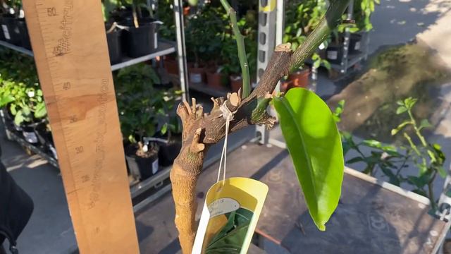 Последний экземпляр смотреть онлайн