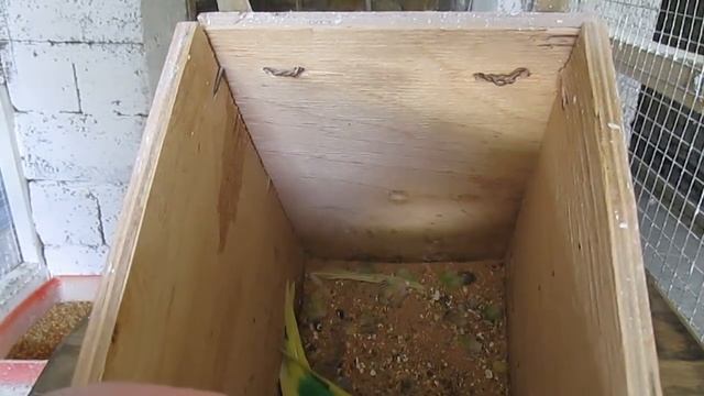 Незапланированный осмотр гнезд у волны смотреть онлайн