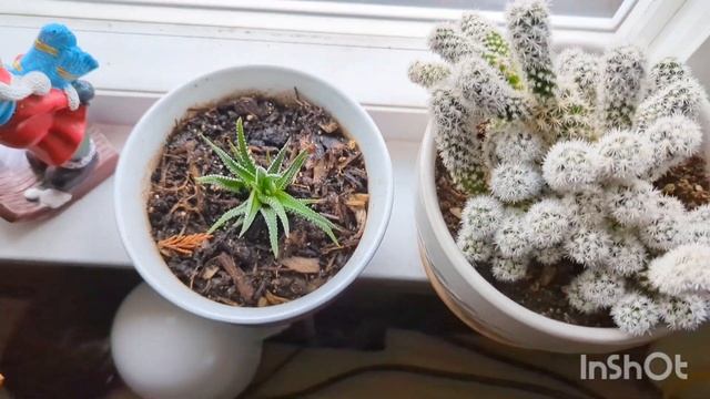 Мои животные в Ноябре 2023. Комнатные и Водные Растения осенью. смотреть онлайн