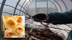 Обзор посылки с розами - весна 2021 - Питомник "Александра"