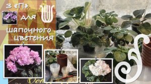 Пересадка фиалок | Перевалка фиалок | Переукоренение фиалок