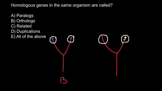 What is the difference between paralogus and orthologus genes? смотреть онлайн
