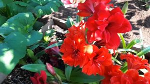 Амариллисы в огороде часть 2 . Amaryllis Hippeastrum flowers for up to two weeks..mp4