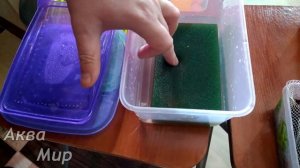 Аулофорус разведение без неприятного запаха