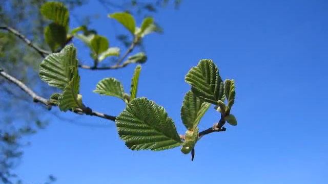 Alnus glutinosa - Black alder - Ontano nero смотреть онлайн