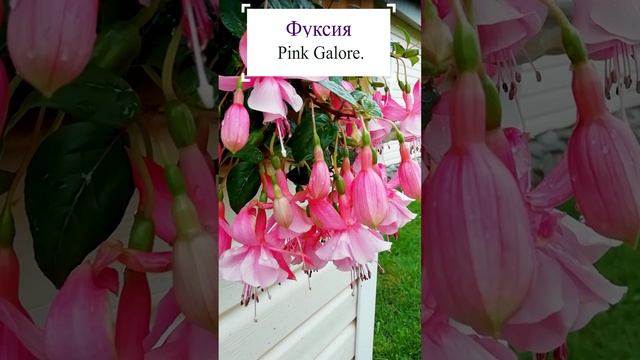 Фуксия розовая Pink Galore.?