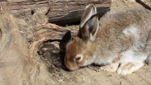 Беляк Фрося и новорожденные зайчата. 30 минут после рождения. Не бросает мать сразу, как видите...