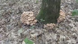 Опёнок ссыхающийся. Хороший, вкусный гриб! Грибная азбука.