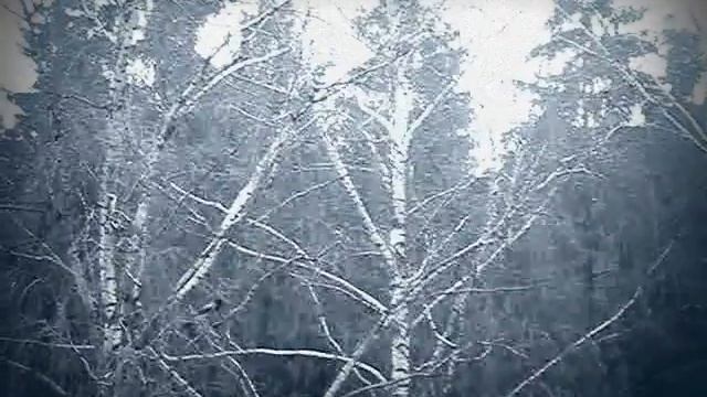 Вороны. Таскают ветки на гнездо. смотреть онлайн