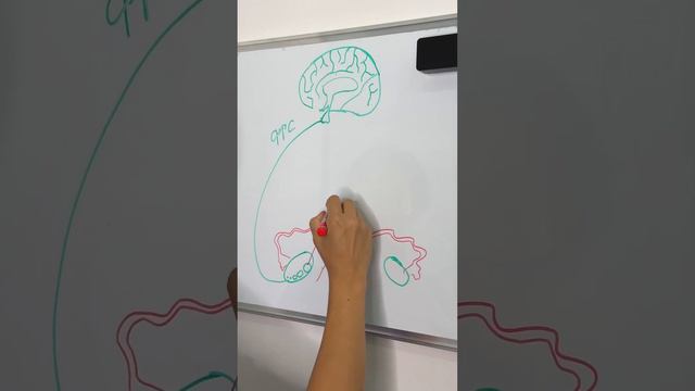 Ayol kishi organizmidagi FSG, LG va AMG gormonlari nima vazifani bajaradi? смотреть онлайн