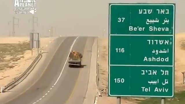 Ханаанская собака. Canaan dog смотреть онлайн