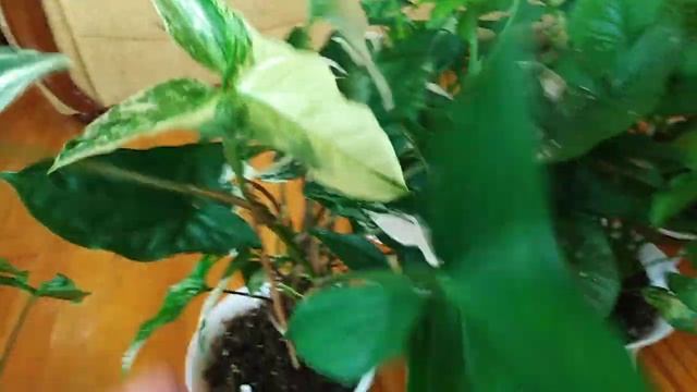 Комнатные цветы. Растения семейства ароидные. Часть 2.