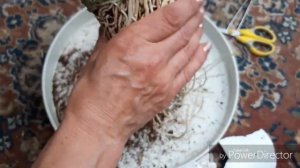 Дендробиум НОБИЛЕ  пересадка и самый лучший СУБСТРАТ ☺Как посадить орхидею )