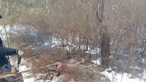 Купил хутор. Крышу хочу сделать из камыша. Косим кусты, наводим порядок