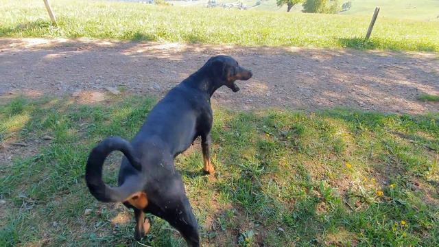 Neues Dobermann Spielzeug смотреть онлайн