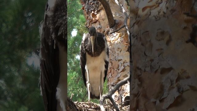 Птицы России. Птенцы черного аиста смотреть онлайн