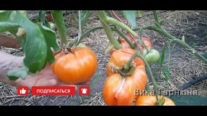 томат Бычье сердце персиковое