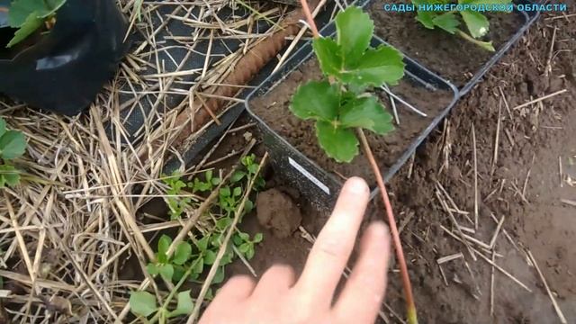 Размножение клубники.Размножение клубники усами летом