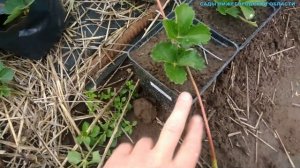 Размножение клубники.Размножение клубники усами летом