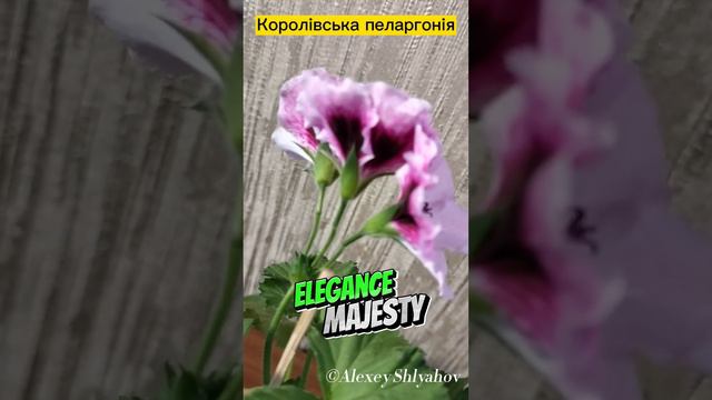 Королівська пеларгонія Elegance Majesty