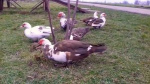 САМАЯ ВЫГОДНАЯ! ПТИЦА В ХОЗЯЙСТВЕ! МОИ ВЫВОДЫ! ?❤?