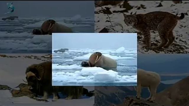 Дикие животные / животные севера / животные для детей / звуки животных