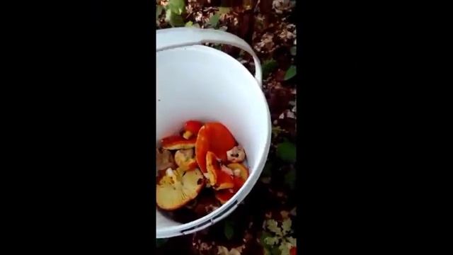 Грибы, грибочки. Тихая охота и трофеи.... Володи Рябова смотреть онлайн