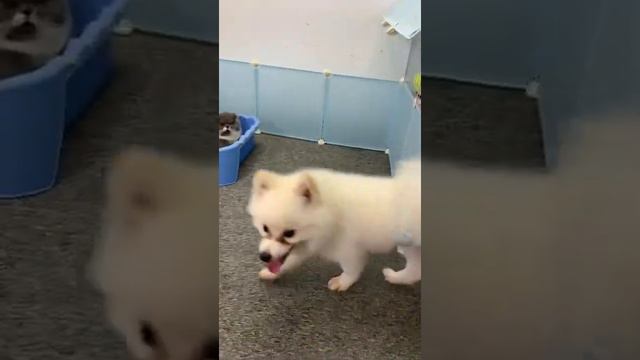 The Adorable Pomeranians And The Cute Munchkin Kittens In Their House -Cute Pet | short | MR DOG CA