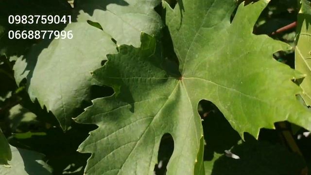 Водолій та Веронічка смотреть онлайн