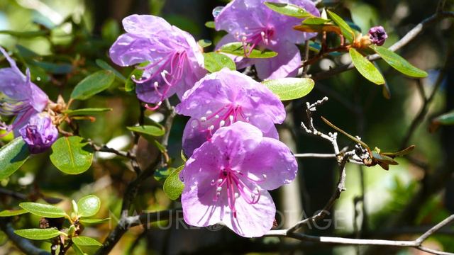 rhododendron flowers close up, 4k смотреть онлайн